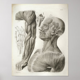 Vintage Armlehnen-Muskeln Medizinische Printwerbun Poster