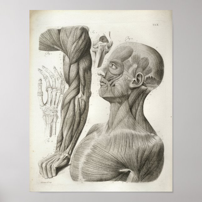 Vintage Armlehnen-Muskeln Medizinische Printwerbun Poster (Vorne)