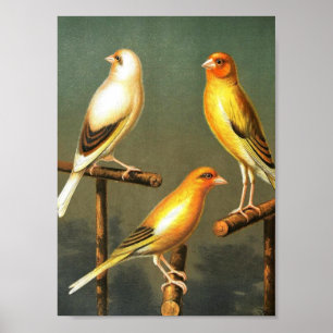 Vintage Art-Bird-Canaries-and-cage-birds-Goldfinch Poster