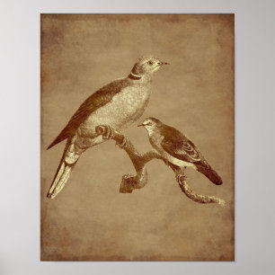 Vintage Art Doves Bird Age Look Tierkunst Poster