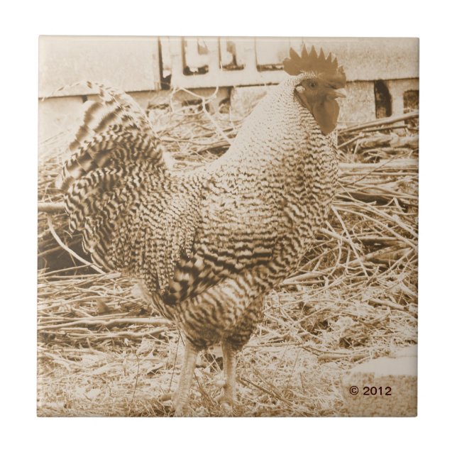 Vintage Art-Hahn-Fotografie Fliese (Vorderseite)