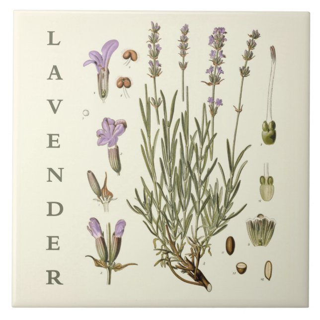 Vintage Art: Lavender Plant and Flowers Scientific Fliese (Vorderseite)