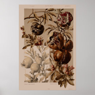 Vintage Art Nouveau Granatapfel von Anton Seder Poster
