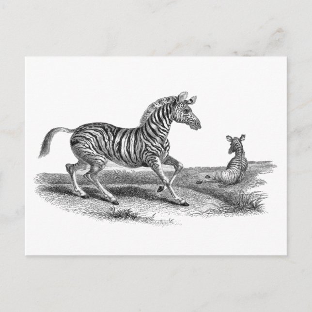 Vintage Art Zebra und Fossilien Postkarte (Vorderseite)