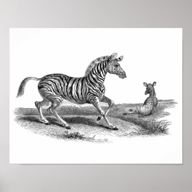 Vintage Art Zebra und Fossilienposter Poster (Vorne)
