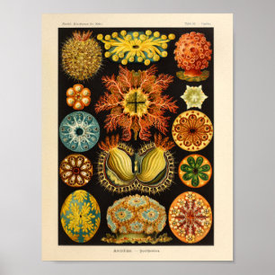 Vintage Ascidiae Colour Ernst Haeckel Art Prinz Poster