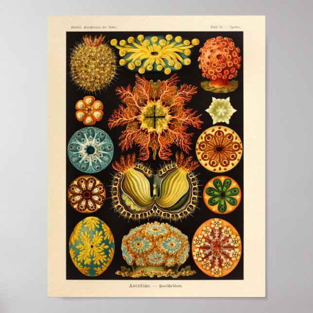 Vintage Ascidiae Colour Ernst Haeckel Art Prinz Poster (Vorne)