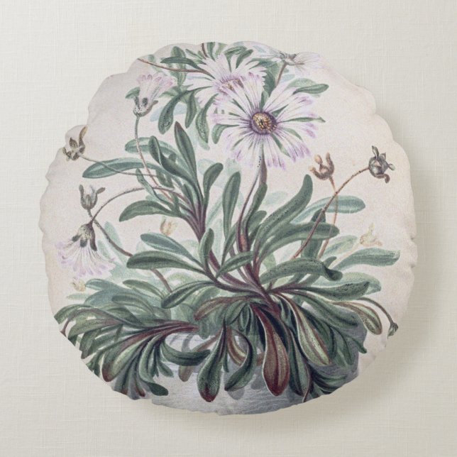 Vintage Aster in einem Pot Rundes Kissen (Vorderseite)