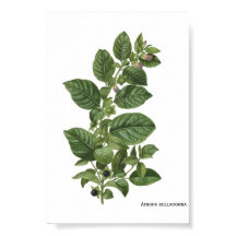 Vintage Atropa Belladonna Botanical Illustration