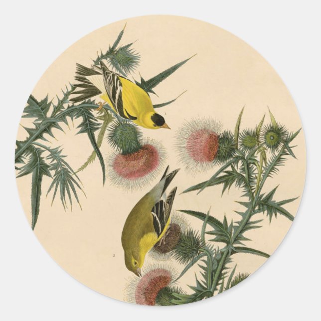 Vintage Audubon American Goldfinch Bird Malerei Runder Aufkleber (Vorderseite)