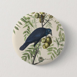 Vintage Audubon Amerikanische Krähe Vogel Natur Ku Button