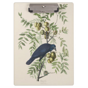 Vintage Audubon Amerikanische Krähe Vogel Natur Ku Klemmbrett