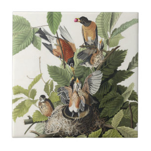Vintage-Audubon-Amerikanische-Rotdrossel-Vogelnest Fliese