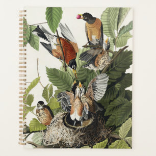 Vintage Audubon Amerikanische Rotdrossel Vogelnest Planer