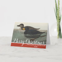 Vintage-Audubon-Amerikanische-Samtente-Enten-Vogel