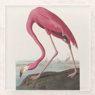 Vintage Audubon Amerikanischer Flamingo Rosa Vogel Glasuntersetzer