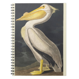 Vintage Audubon Amerikanischer Weißer Pelikan Voge Notizblock