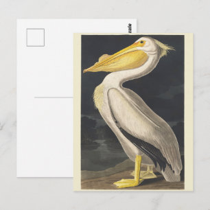 Vintage Audubon Amerikanischer Weißer Pelikan Voge Postkarte