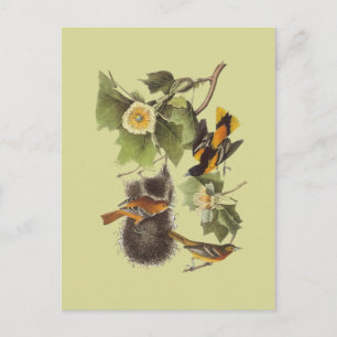 Vintage Audubon Birds Troupial Orioles Postkarte