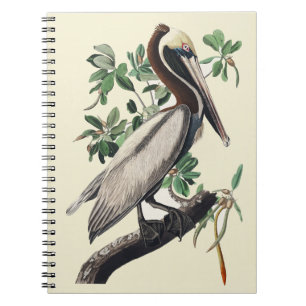 Vintage Audubon Brauner Pelikan Küsten-Vogel-Kunst Notizblock