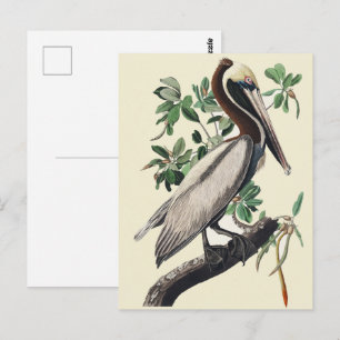 Vintage Audubon Brauner Pelikan Küsten-Vogel-Kunst Postkarte