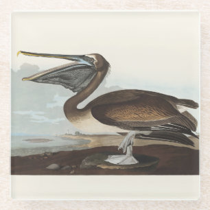 Vintage Audubon Brauner Pelikan Küsten-Vogelkunst Glasuntersetzer