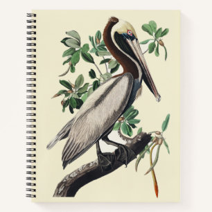 Vintage Audubon Brauner Pelikan Küsten-Vogelkunst Notizbuch