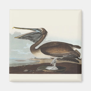 Vintage-Audubon-Braunpelikan-Küsten-Vogelkunst Magnet