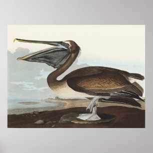 Vintage-Audubon-Braunpelikan-Küsten-Vogelkunst Poster