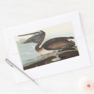 Vintage-Audubon-Braunpelikan-Küsten-Vogelkunst Rechteckiger Aufkleber