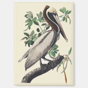Vintage-Audubon-Braunpelikan-Küstenvogel-Kunst Magnet