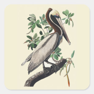 Vintage-Audubon-Braunpelikan-Küstenvogel-Kunst Quadratischer Aufkleber