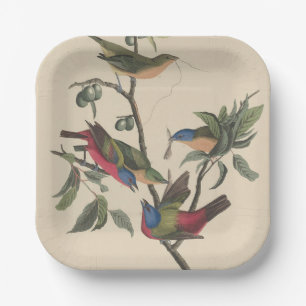 Vintage-Audubon-Buntingschildkrähe-Farbvogel-Kunst Pappteller