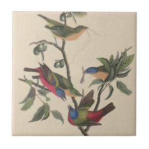 Vintage-Audubon-Buntingschmetterling-farbige Vogel Fliese