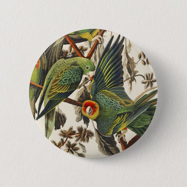 Vintage Audubon Carolina-Sittich-Vogelkunst Button (Vorderseite)