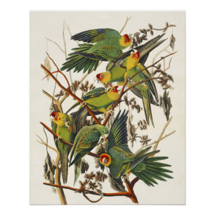 Vintage Audubon Carolina-Sittich-Vogelkunst Poster