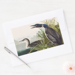Vintage-Audubon-Eistaucher-Vogel-Naturkunst Rechteckiger Aufkleber
