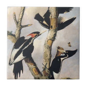Vintage-Audubon-Elfenbeinspecht-Kunst Fliese
