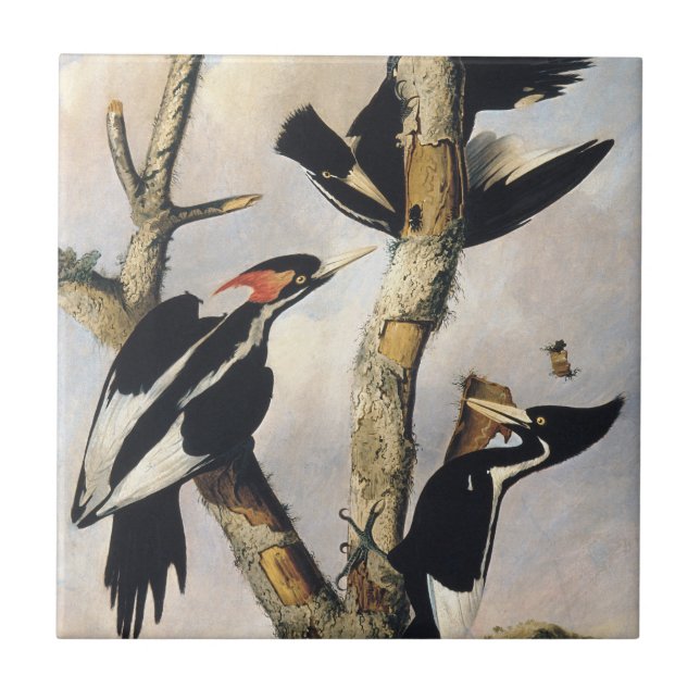 Vintage-Audubon-Elfenbeinspecht-Kunst Fliese (Vorderseite)