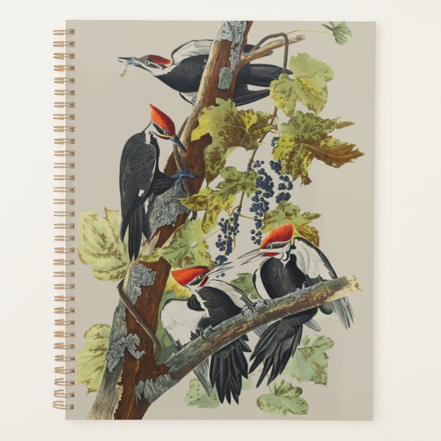 Vintage Audubon Elsterhelspeer Specht Vogelkunst Planer (Vorderseite)