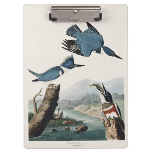 Vintage Audubon Gürtel-Eisvogel-Vogelkunst Klemmbrett