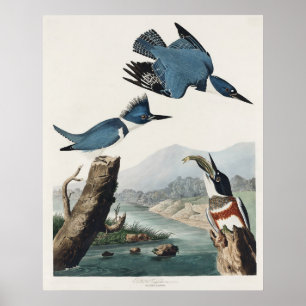 Vintage Audubon Gürtel-Eisvogel-Vogelkunst Poster