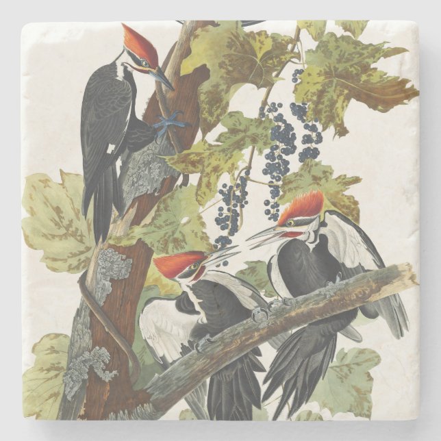 Vintage Audubon Helmspecht-Vogelkunst Steinuntersetzer (Vorderseite)