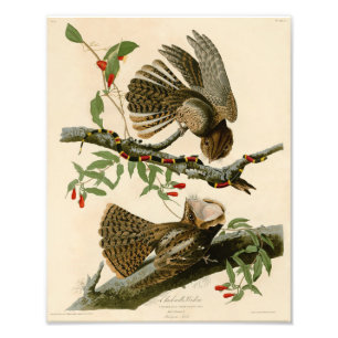 Vintage-Audubon-Illustration Chuck Wills Witwe Fotodruck