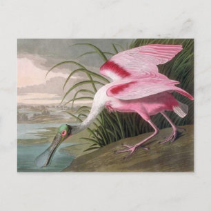 Vintage-Audubon-Illustration Löffler-Vogel Postkarte
