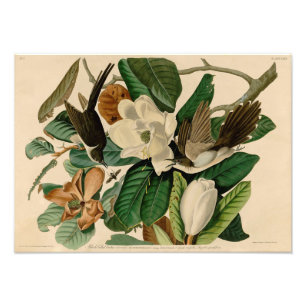 Vintage Audubon Illustration Schwarzer Ziegenkucku Fotodruck