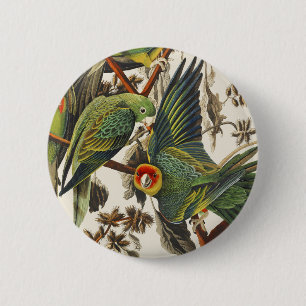 Vintage-Audubon-Karolina-Sittich-Vogelkunst Button