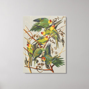 Vintage-Audubon-Karolina-Sittich-Vogelkunst Leinwanddruck