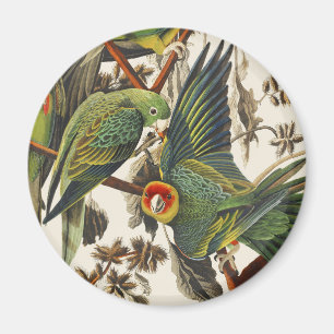 Vintage-Audubon-Karolina-Sittich-Vogelkunst Magnet