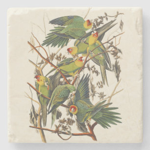 Vintage-Audubon-Karolina-Sittich-Vogelkunst Steinuntersetzer